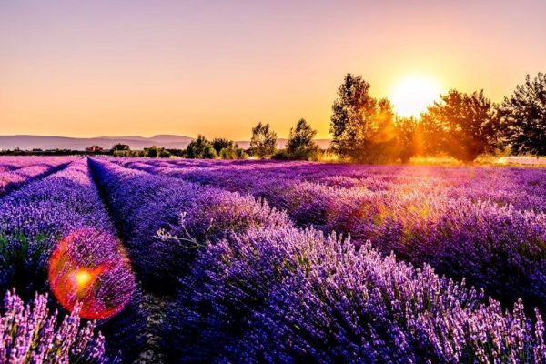 新疆伊犁薰衣草花海｜6月最美旅行目的地